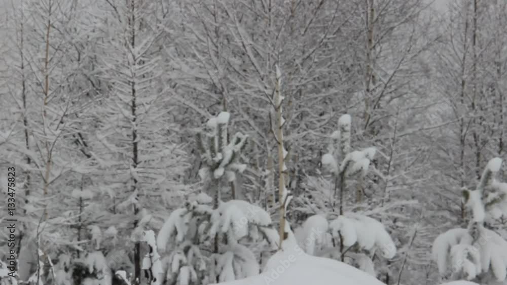 Winter Forest Winter Forest