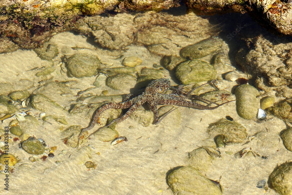 Octopus in a shallow rock pool pool Octopus in a shallow rock pool pool