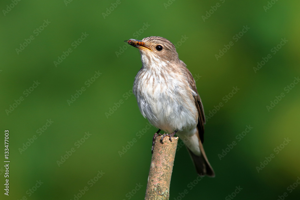 Fototapeta premium Grauschnäpper