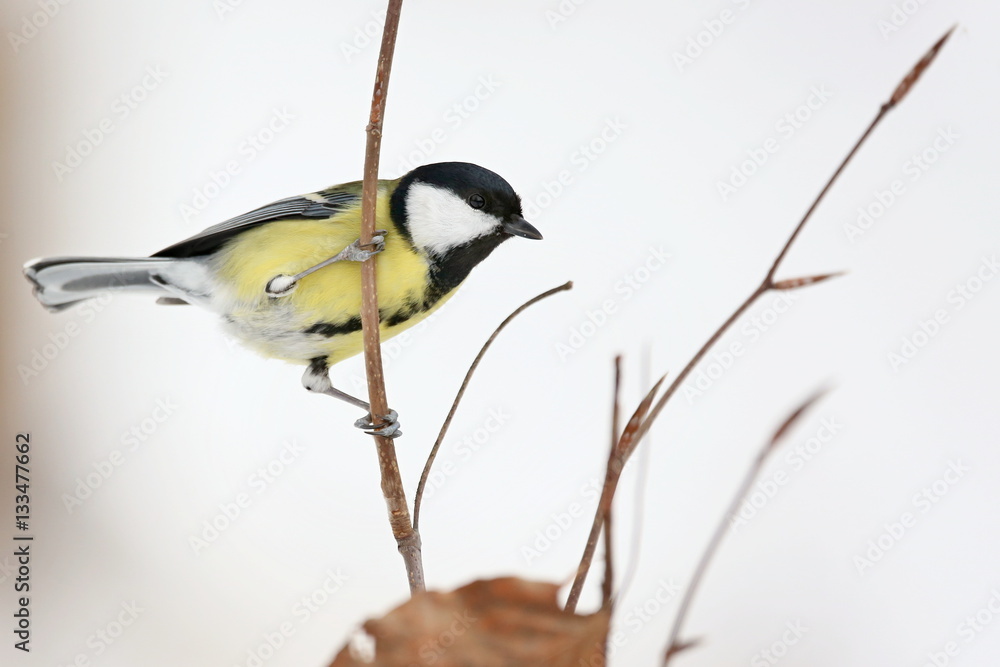 Naklejka premium Parus major, Blue tit . Winter landscape, titmouse sitting on a twig. Snow in the background. Europe, country Slovakia.