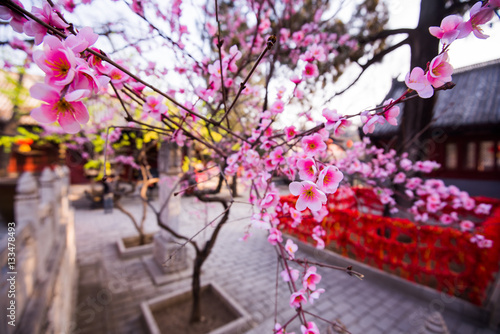 Magnolia in blossom at chinese buddihst temple