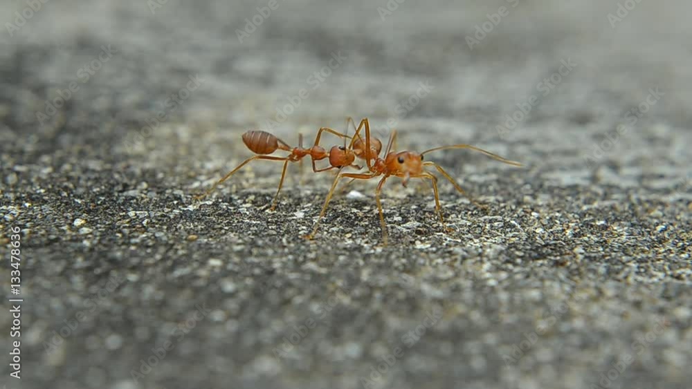 ants on cement ants on cement