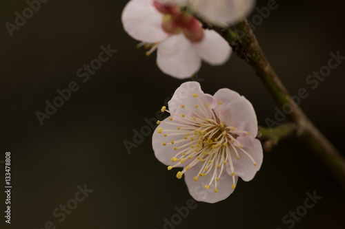 梅の花