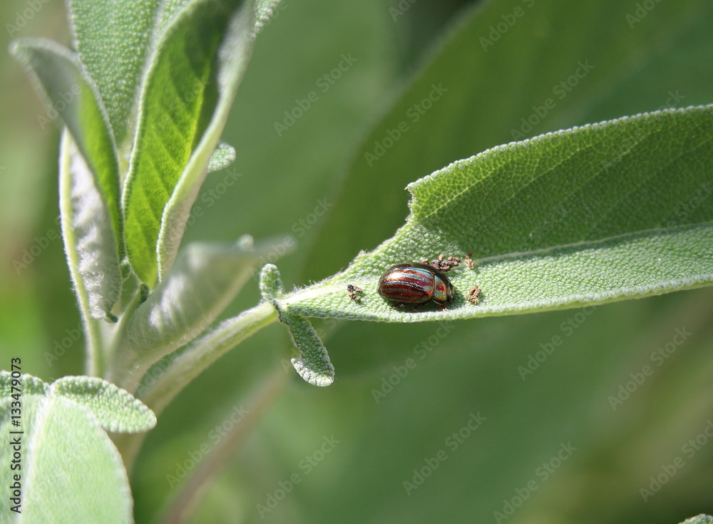 coccinelle argentée rayé de rouge sur feuille verte de sauge. coccinelle argentée rayé de rouge sur feuille verte de sauge.