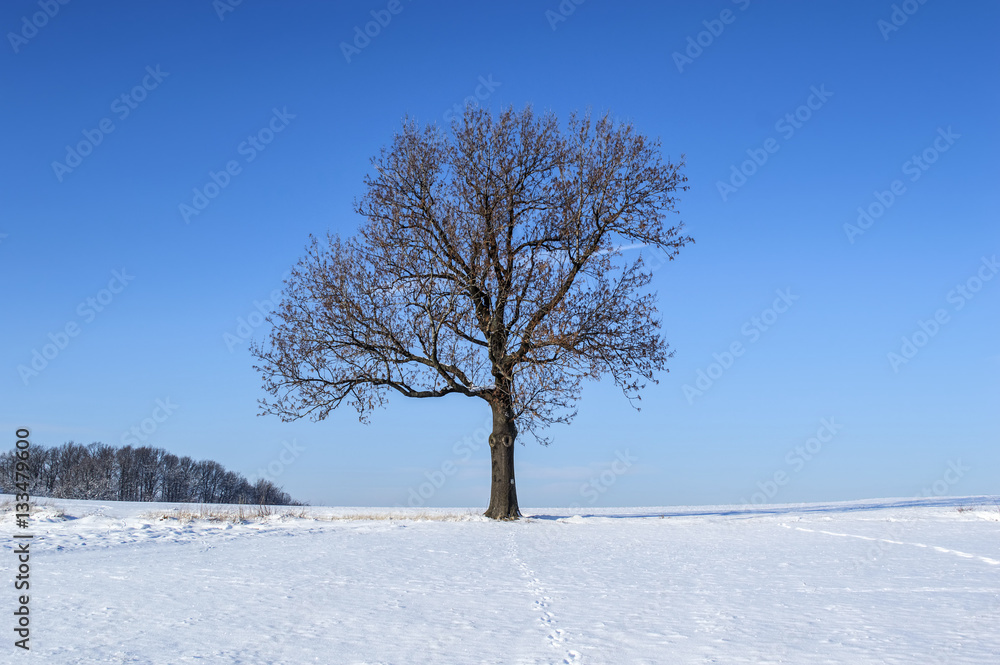 Obraz premium European Winter