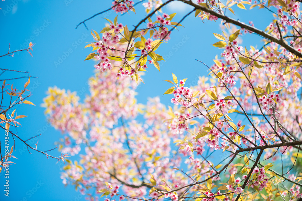 Wild Himalayan Cherry with blue sky and cloud background Wild Himalayan Cherry with blue sky and cloud background