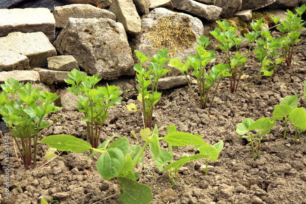 Young bean and celery in vegetable intercropping cultivation. Eco-friendly backyard garden, vegetable garden. Young bean and celery in vegetable intercropping cultivation. Eco-friendly backyard garden, vegetable garden.