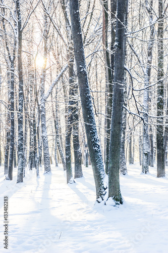 winter morning, many trees ...