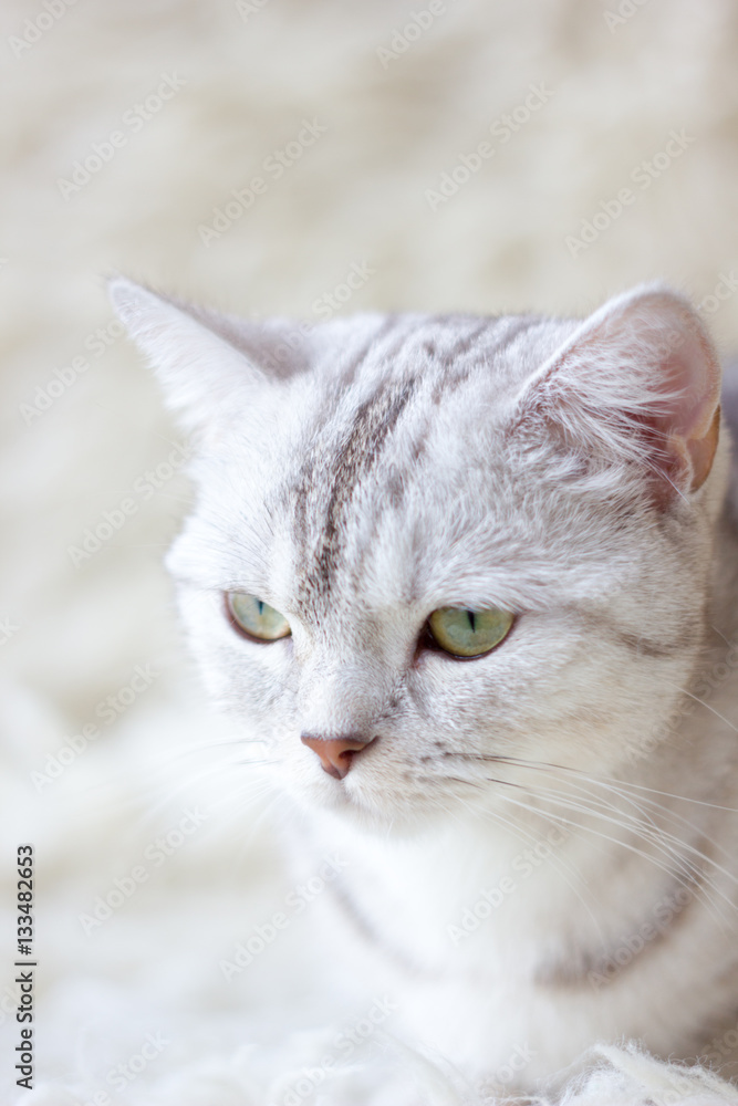Portrait of britain cat over white background