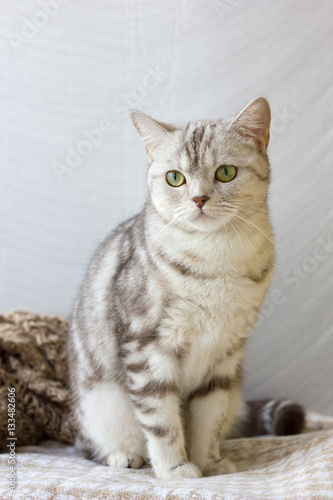 Fototapeta Naklejka Na Ścianę i Meble -  Portrait of britain cat over white background.