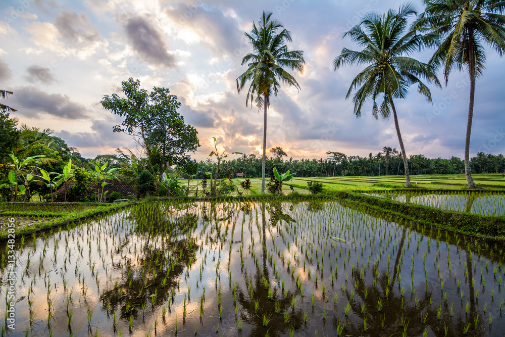 amzing sundown at balinese rice field, Indonesia
