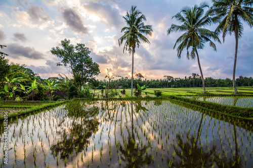 amzing sundown at balinese rice field, Indonesia