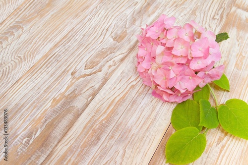 Mop head pink hydrangea flower on wooden shabby white background