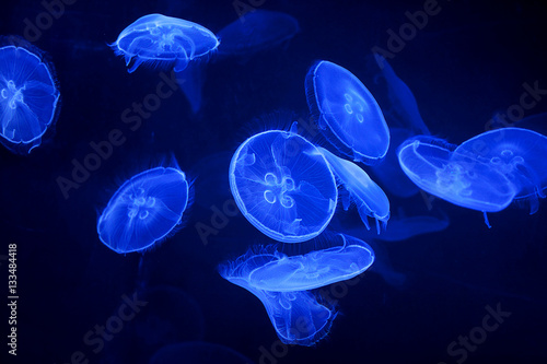 blue jellyfish on black background © Ulia Koltyrina