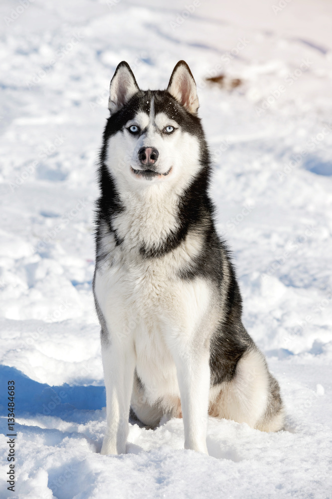 Male Husk outdoors in a snowy forest Male Husk outdoors in a snowy forest