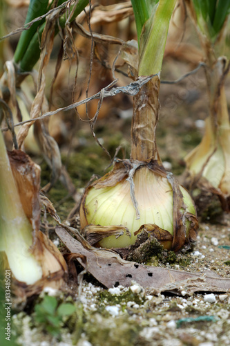 Onion farm at Duc Trong, Viet Nam photo