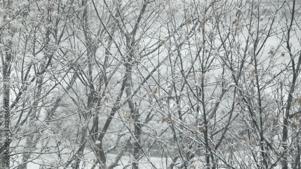 Heavy snowfall with branches as background Heavy snowfall with branches as background
