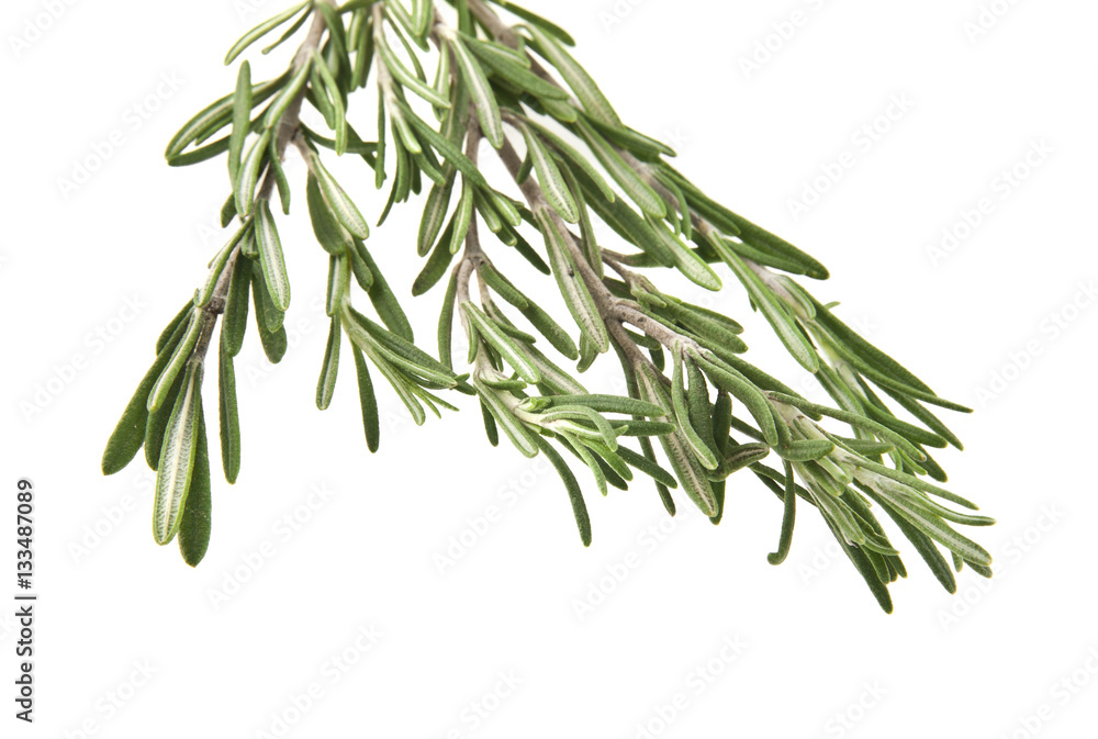 Naklejka premium rozmaryn