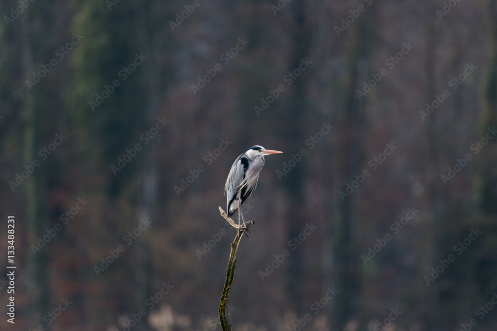 Fototapeta premium Portrait of grey heron (Ardea cinerea) standing on branch
