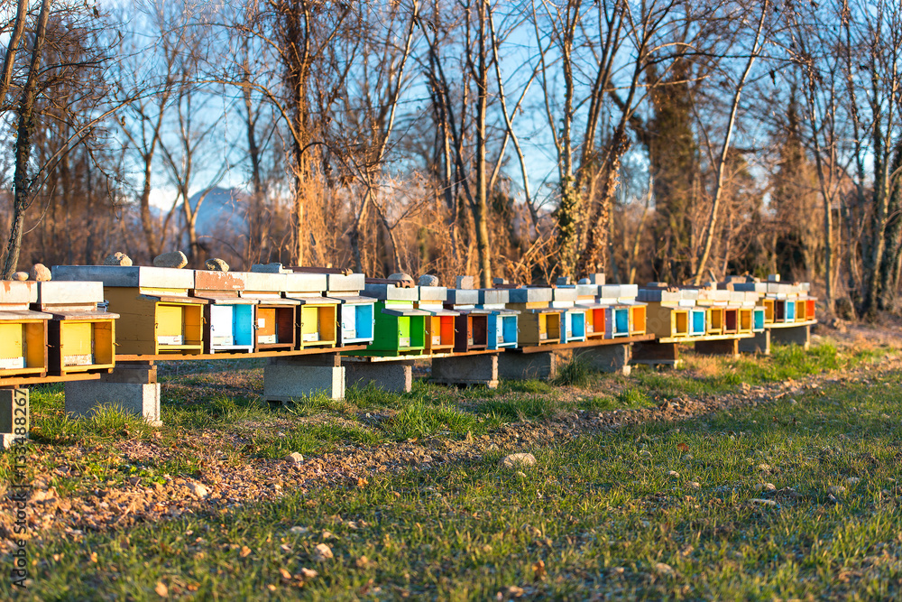 Bee hives to stand side by side on the field in northern Italy Bee hives to stand side by side on the field in northern Italy