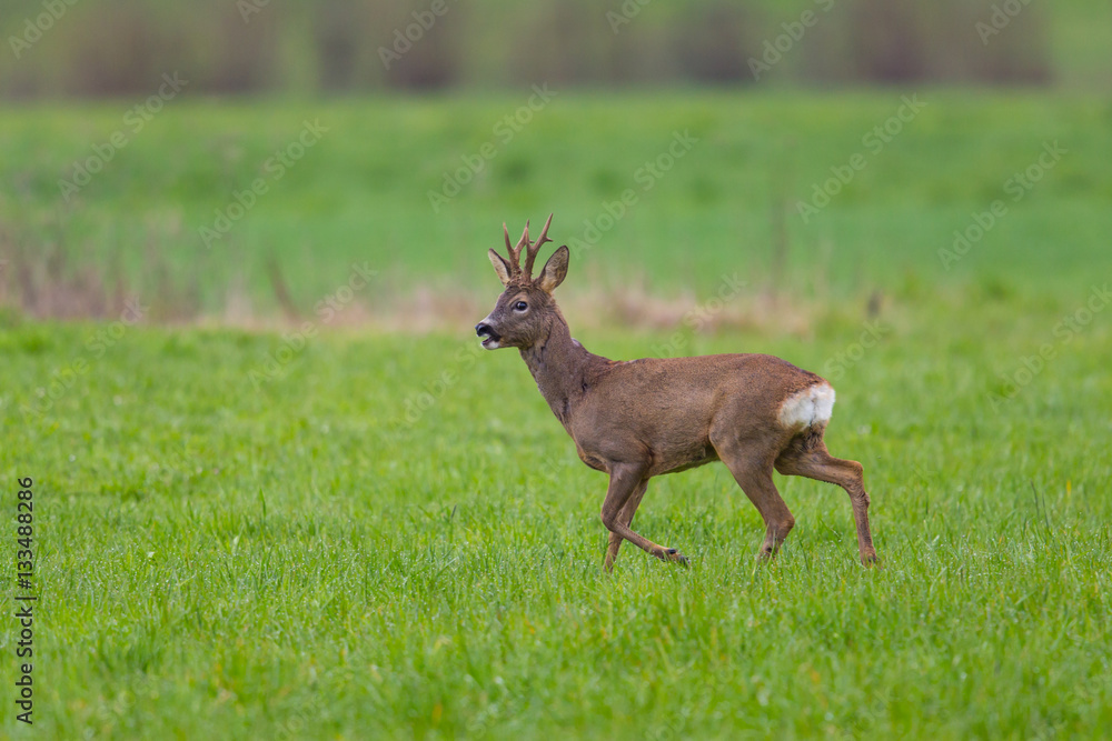 Young roebuck standing in meadow Young roebuck standing in meadow