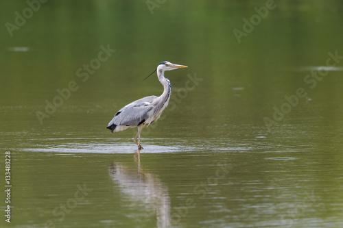 Portrait of grey heron (Ardea cinerea) standing