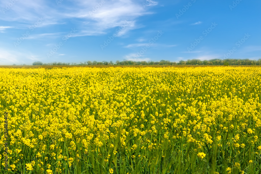 Yellow rapeseed flowers on field.