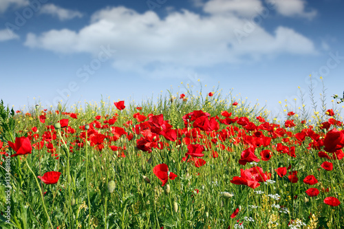 poppies flowers meadow spring season
