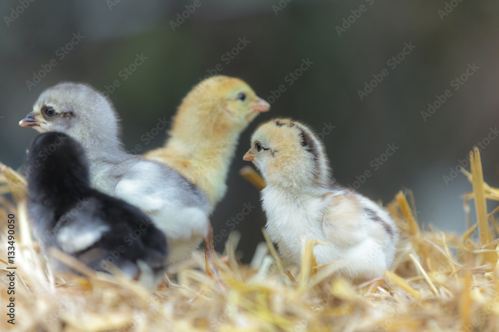 Cute chicks on nature background