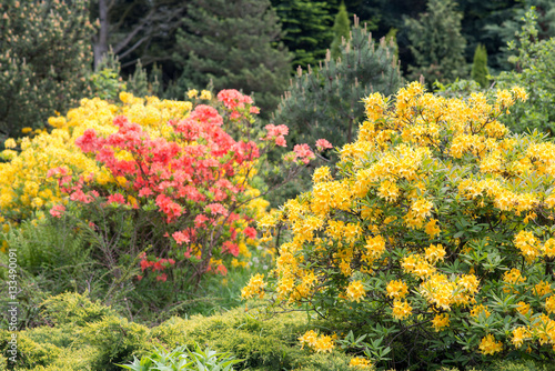 Flowers yellow and pink Rhododendron in the garden