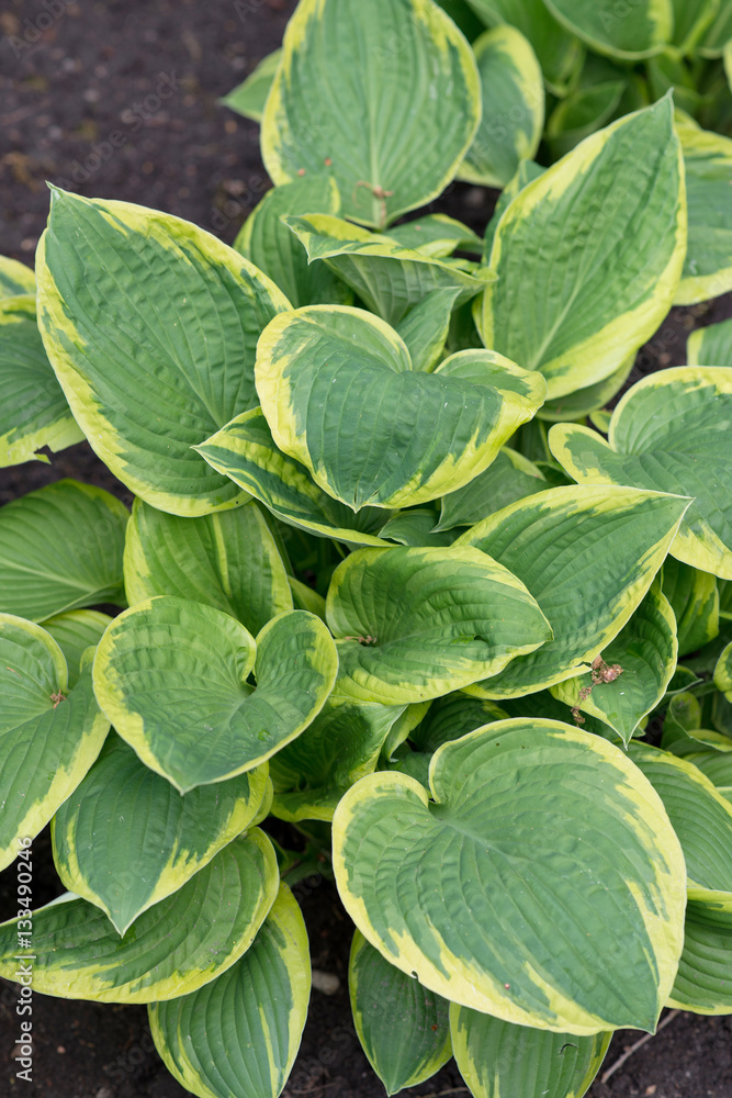 Fototapeta premium Leaves Flower Hosta fortunei
