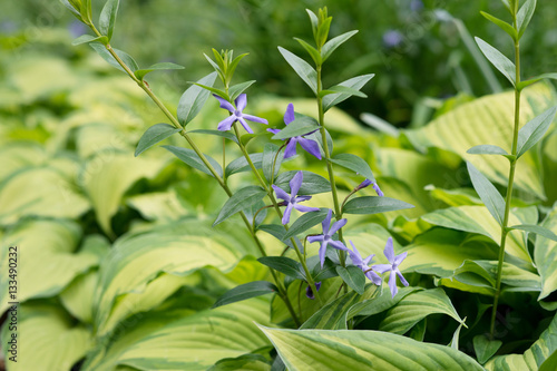 Periwinkle Flowers and host on the flowerbed