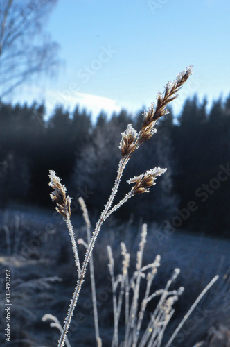 Der Frost hinterlässt seinen Spuren  © markus