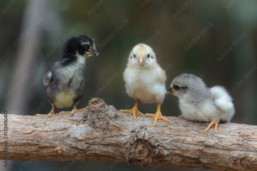 Cute chicks on nature background Cute chicks on nature background