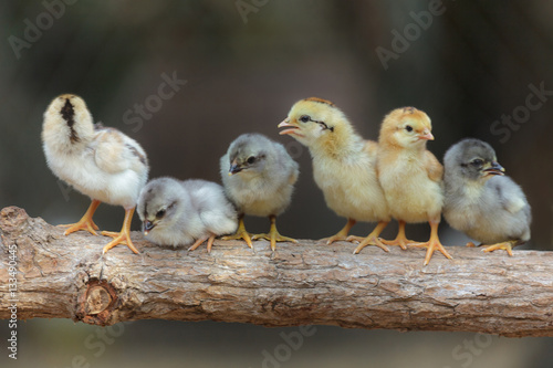 Slika na platnu Cute chicks on nature background
