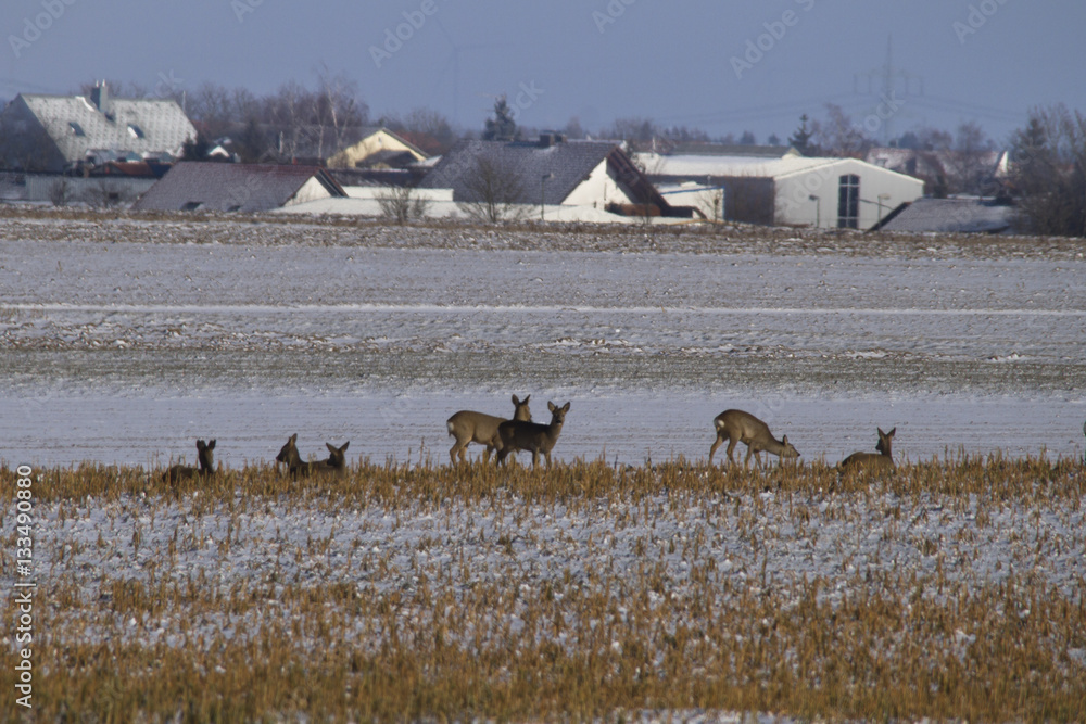 Rehe auf einem Feld Rehe auf einem Feld