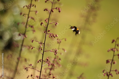 Bumblebee © Josh
