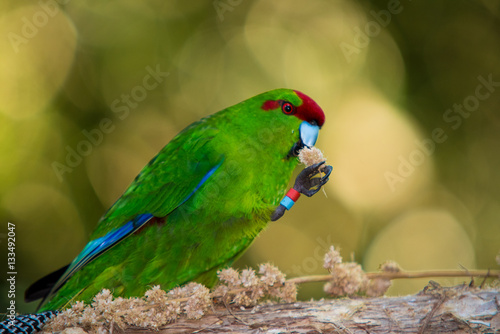 A very birds breakfast