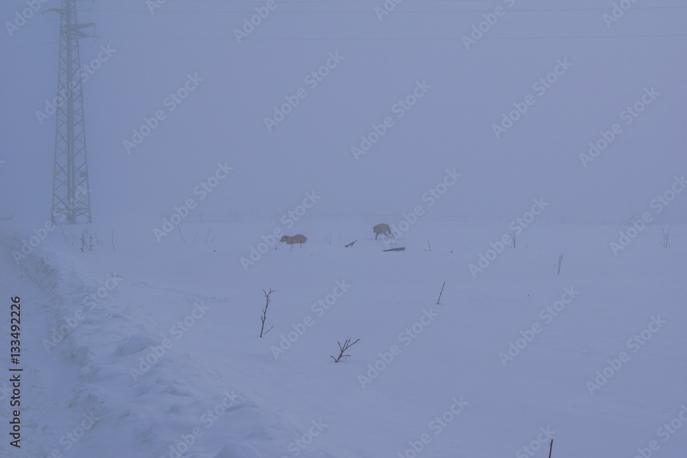 Dogs playing in a foggy winter day Dogs playing in a foggy winter day