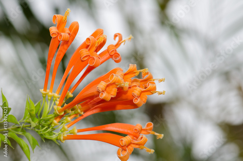 .Orange trumpet, Flame flower, Fire-cracker vine leaf on a tree. photo