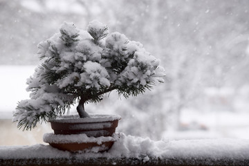 Acrylglasbilder Bonsai Schneebedeckter Bonsai im Winter  © Mareen Vandelay