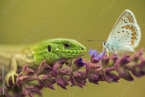 Sand lizard hunting silver-studded blue photo