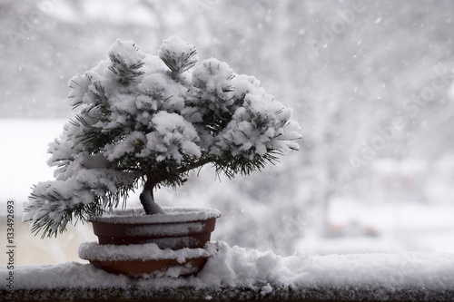 Snow covered bonsai tree