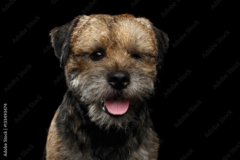 Close-up portrait of border terrier dog with closed eye winks isolated on black background, front view Close-up portrait of border terrier dog with closed eye winks isolated on black background, front view