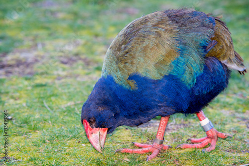 Takahe a rare flightless bird in new zealand