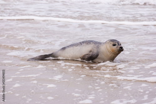 Seehund am Strand von Amrum © crimson