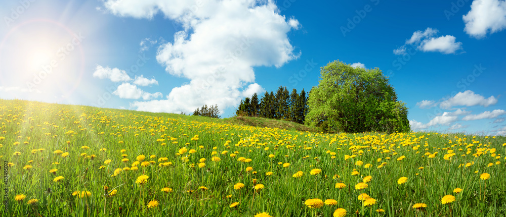 Fototapeta premium Green field with yellow dandelions and blue sky. Panoramic view to grass and flowers on the hill on sunny spring day