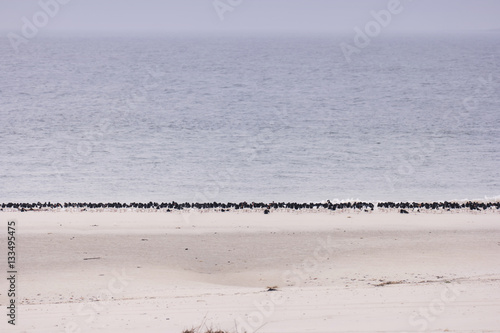 Am Strand von Amrum