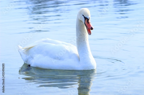 Swan, Cygnus olor