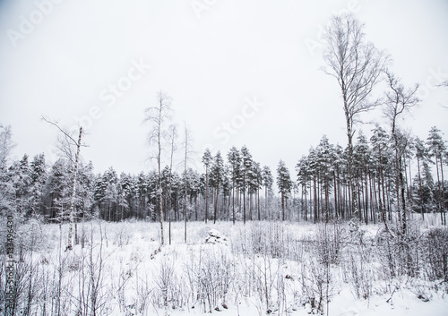 A beautiful winter landscape in nordic Europe, in gray, overcast day © dachux21